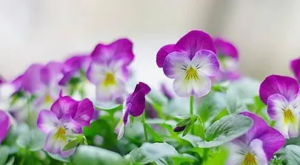 Violet Cultivation Ultimate Guide (Master Violet Care Techniques Easily, Make Flowers More Flourishing)