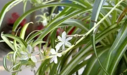 Analysis of the blooming time and frequency of Lipstick Kalanchoe (Interpreting the blooming patterns and management techniques of Lipstick Kalanchoe)