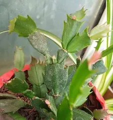 The Cutting Method of Christmas Cactus (Scientists Unveil the Secret of Christmas Cactus Cutting)