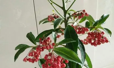 How to care for a Chrysanthemum with Jade and Full Abundance?