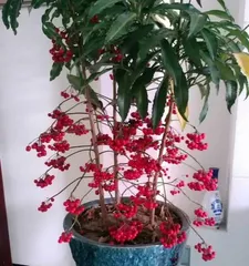 How to care for the Golden Jade Full House Flower?2