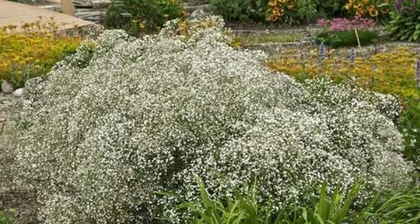 How to Save Seeds of Baby's Breath？（Taking baby's breath as an example, sharing methods and tips for plant seed saving）