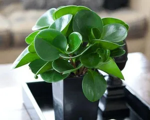 Air-Purifying Plants (15 Types of Air-Purifying Plants Suitable for Home Cultivation)