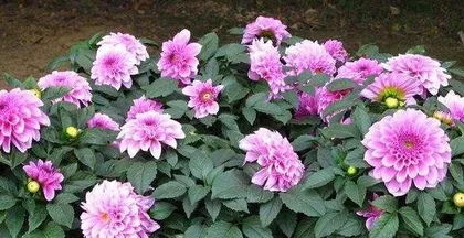 Are Dahlias toxic? How to properly care for indoor Dahlias (Learn about the toxicity and care techniques of Dahlias to make your home decoration more beautiful)2