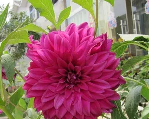 Are Dahlias toxic? How to properly care for indoor Dahlias (Learn about the toxicity and care techniques of Dahlias to make your home decoration more beautiful)3