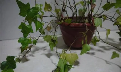 The reasons for withered begonia leaves and their remedies (How to solve the problem of withered begonia leaves?)