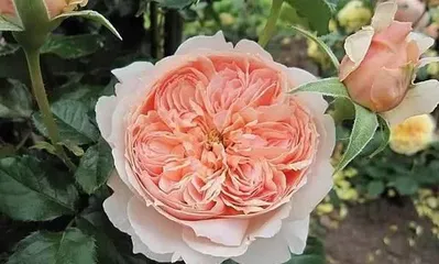 Explore the advantages and disadvantages of Cathedral Roses (understanding the growth characteristics and application value of this valuable flower)