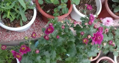 Analysis of the Flowering Time and Cycle of Chrysanthemums (Exploring the Patterns and Influencing Factors of Chrysanthemum Flowering)