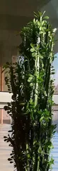 Indoor care of Brazilian dragon bone (exploring the skills and precautions for indoor care of Brazilian dragon bone) 2