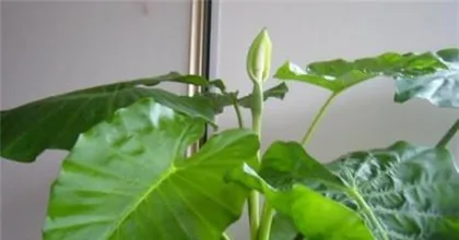 When is the best time to repot Dieffenbachia?