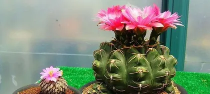 Can cacti get sunburned? (Exploring the sun tolerance of cacti and sun protection methods)