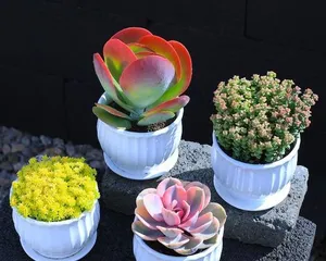 Garden soil nurtures succulents, making them healthier and more beautiful (finding nutrients from nature to create a unique succulent garden)