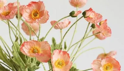 The Flower of Atonement – The Meaning of Viola（Exploring the Mystical Veil of the Viola Flower, Deciphering Its Atonement Significance）