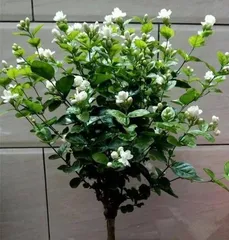 The Charm of Fragrant Flowers (Exploring the World of Blossoms Overflowing with Scent)