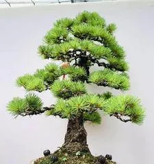Pine Bonsai – The Secret to Choosing the Best Variety (How to Select the Perfect Pine Bonsai? A Comprehensive Guide)