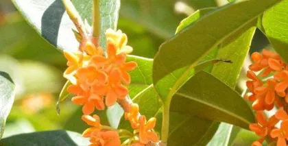 Analysis of the season when laurel blossoms