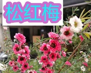 Detailed Explanation of the Flowering Time of Callistemon (Tasting the "Seasonal Flower" Callistemon: Its Flowering Season, Morphology, and Symbolism)