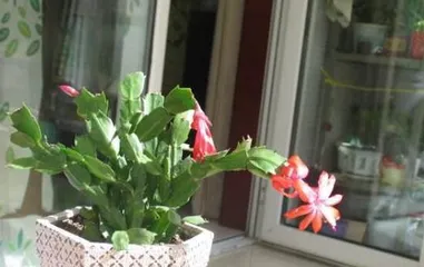 How to Properly Repot Cattleya Orchids (Detailed Introduction to the Time, Steps, and Techniques for Repotting Cattleya Orchids)