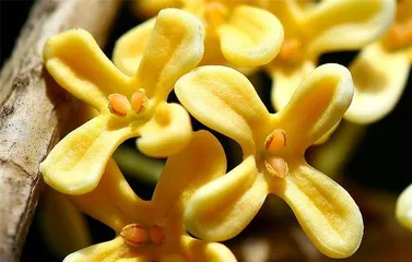 How long does the bay tree bloom? (Exploring the growth cycle and cultivation techniques of bay trees.)