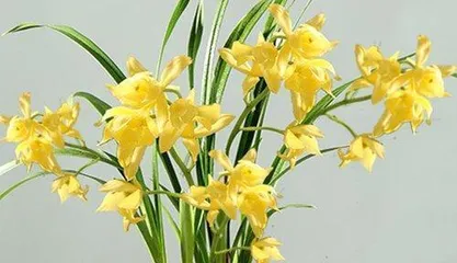 Key Points of Orchid Flowering Management (Creating the Ultimate Experience of Beauty in an Orchid Garden)