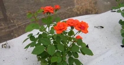 How to Successfully Grow Small Roses? (From Soil to Pruning, Step-by-Step Flower Care Guide)