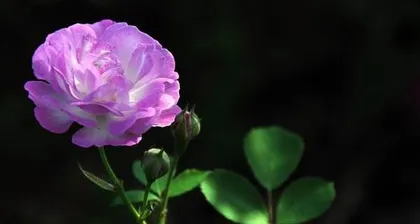 Floral Language Like a Song (Exploring the Meaning of Flowers in Ending Love, Interpreting the Farewell Emotions of Blossoms)