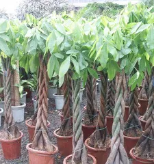 Essential Plants for Attracting Wealth to Your Store (Using Plants as a Medium to Bring Fortune into the Store)
