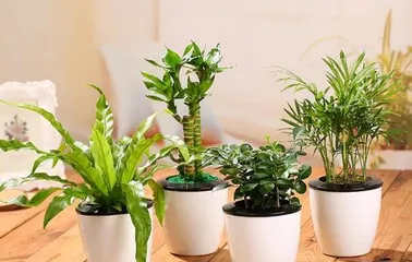 What kind of plants are suitable for office buildings? (To create a healthy and comfortable office environment, these plants are a must-have)