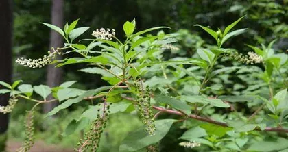 Great Exploration of Trade Routes - Discovering the Mysterious World of Plants (Unveiling the Main Plant Categories and Applications in Trade Routes)
