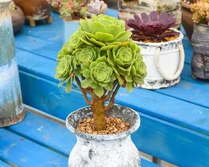 What kind of pot plants are good for monks? (The secret to creating a serene Buddhist practice space)