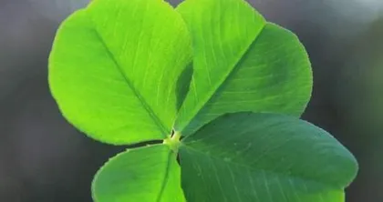 The meaning of a clover flower - happiness and beauty