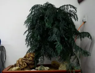 Care Methods and Precautions for Taiwan Fir Bonsai (Creating a Healthy and Beautiful Taiwan Fir Bonsai) 2