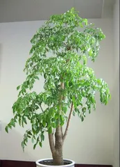 Planting Happiness Trees, Fill the Entrance with a Fragrance of Happiness (Planting Methods and Effect Analysis of Happiness Trees)