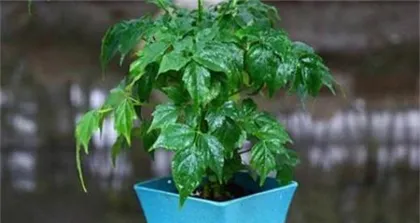 Discover the wonders of the Happiness Tree (from watering with beer to improving the environment, the multifaceted nature of the Happiness Tree)