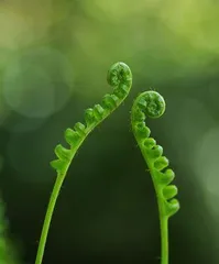Is sweet potato a fern? - Unveiling the truth about sweet potato (Exploring the taxonomic status of sweet potato, scientifically analyzing its characteristics and growth environment)