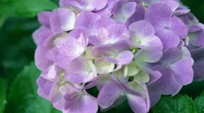 Explore the symbolic meaning and implications of the hydrangea flower (Unveiling the legend of the hydrangea, interpreting its profound meaning)