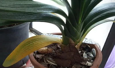 Cymbidium potting techniques (Shallow pot or deep pot? Choose correctly to make the cymbidium healthier)