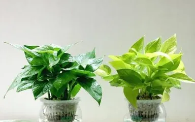 The Cultivation Methods and Precautions for Small Pothos (Creating a Green Home, Starting with Small Pothos)