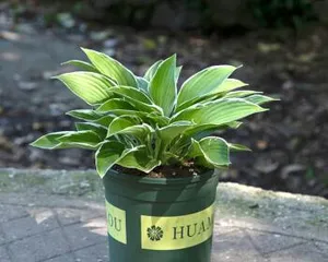 Shade-loving outdoor plants (Exploring outdoor green plants suitable for shady environments)