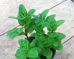 Peppermint (Exploring the Growth Characteristics and Classification of Peppermint, Revealing the Benefits of Peppermint to Humans)