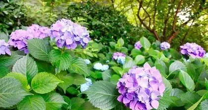 Unveiling the Mystery of Hydrangea's Winter Leaf Drop (Analyzing Hydrangea's Growth Habits and the Causes of Its Leaf Drop)