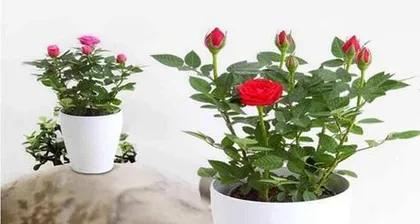 四季玫瑰花盆栽养殖指南(从选购到养护,打造美丽花园)3