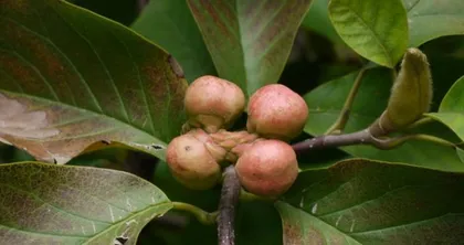 Suitable tree species for planting near a grave (choosing appropriate tree species to add a touch of elegance for the deceased)