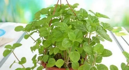 Bug Repellent Plants: Explore Nature's Mosquito Defense Wonders and Keep Mosquitoes Away