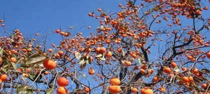 Discovering the Growth Journey of the "Immortal Fruit" - Persimmon in Cacti (Everything You Need to Know from Planting to Harvest)