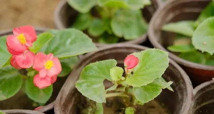 What to do if the leaves of a Four Seasons Begonia rot? (Teach you how to care for a Four Seasons Begonia with rotten leaves)