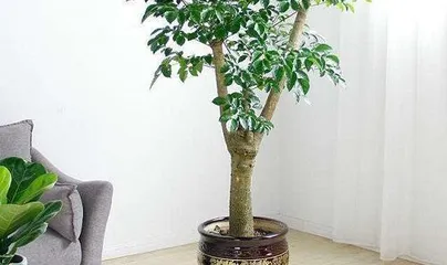 Planting and Caring for the Happy Tree (Joyful Company, Easy to Grow)