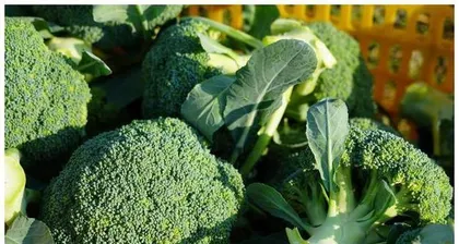 The Growth Period and Precautions of Broccoli (Understanding the growth cycle of broccoli to help you succeed in planting)