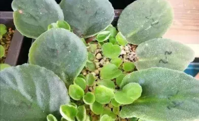 Rotten leaves, an unimaginable tool for growing flowers! (Growing flowers with rotten leaves is eco-friendly and cost-effective! Rotten leaves are the secret to creating a beautiful garden!)