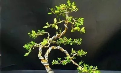 Watering Method for Buxus microphylla (Understand the Watering Frequency of Buxus microphylla to Easily Care for a Healthy Potted Plant) 3